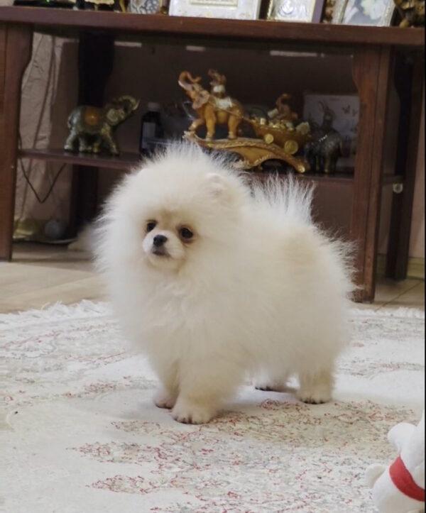 Louise Pomeranian Louise Pomeranian