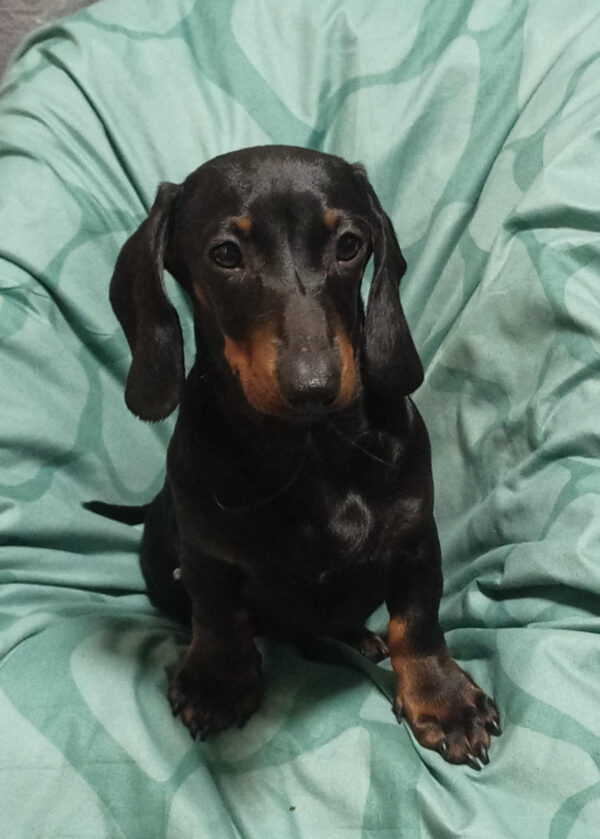 Lox Miniature Dachshund Lox Miniature Dachshund