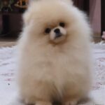 Luks-male-pomeranian-puppy-for-sale-1