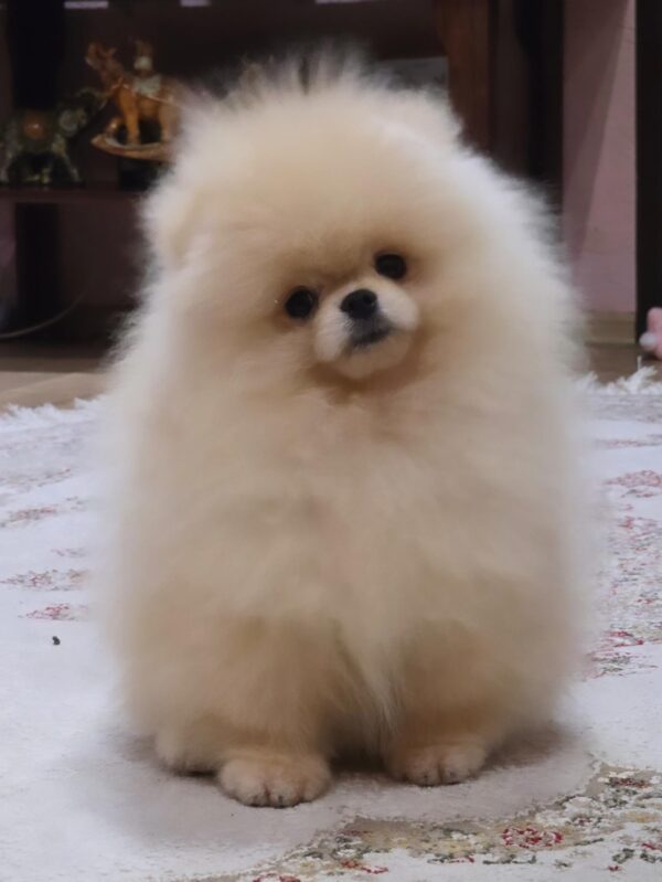 Luks Pomeranian Luks Pomeranian