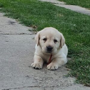 Madeya Labrador Retriever Madeya Labrador Retriever