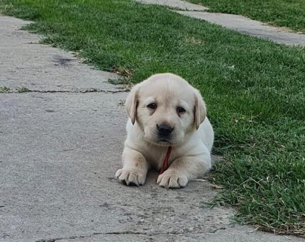 Madeya Labrador Retriever Madeya Labrador Retriever