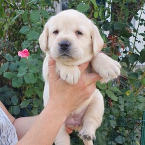 Madeya Labrador Retriever Madeya Labrador Retriever