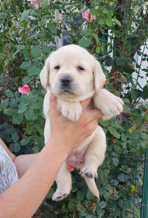 Madeya Labrador Retriever Madeya Labrador Retriever