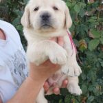 Madeya-female-labrador-retriever-puppy-for-sale-1 (3)
