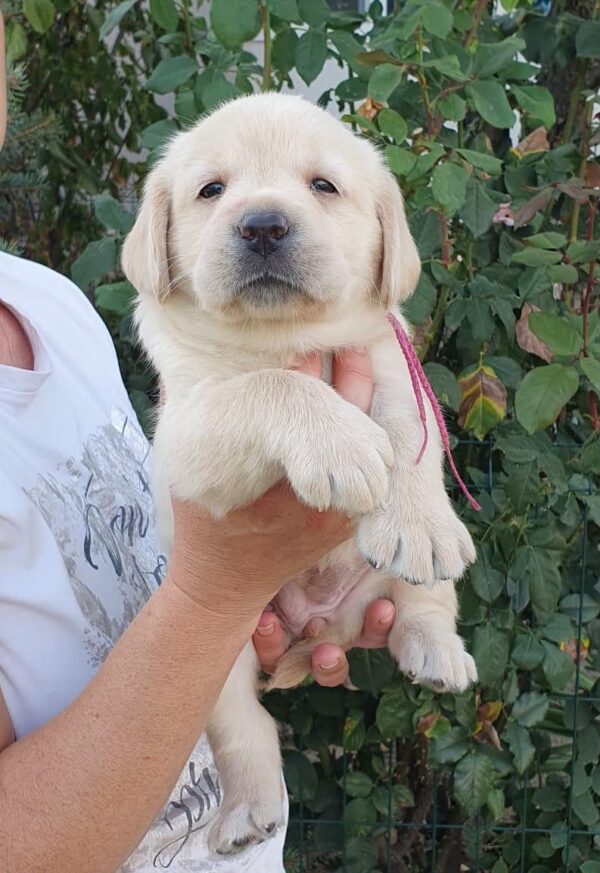 Madeya Labrador Retriever Madeya Labrador Retriever