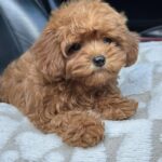 Magdalina-female-maltipoo-puppy-for-sale-1 (1)