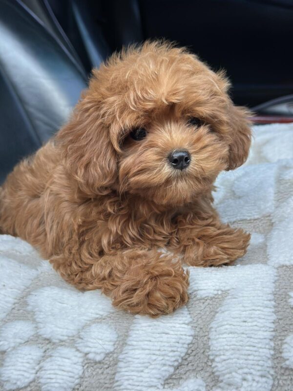 Magdalina Maltipoo Magdalina Maltipoo