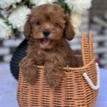 Magdalina-female-maltipoo-puppy-for-sale-1 (2)