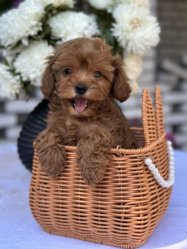 Magdalina Maltipoo Magdalina Maltipoo