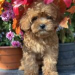 Magdalina-female-maltipoo-puppy-for-sale-1 (3)