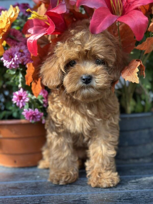 Magdalina Maltipoo Magdalina Maltipoo
