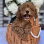 Magdalina-female-maltipoo-puppy-for-sale-1 (4)