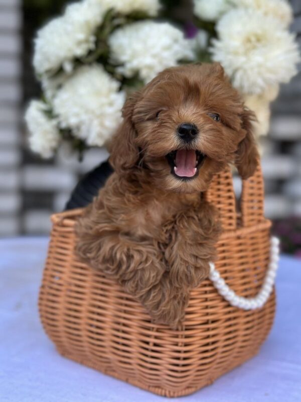Magdalina Maltipoo Magdalina Maltipoo