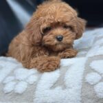 Magdalina-female-maltipoo-puppy-for-sale-1 (5)