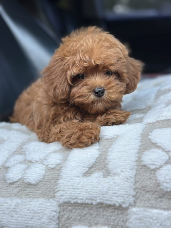 Magdalina Maltipoo Magdalina Maltipoo