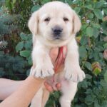 Magri-female-labrador-retriever-puppy-for-sale-1 (1)