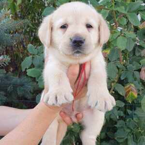 Magri Labrador Retriever Magri Labrador Retriever