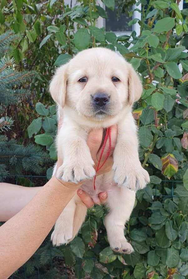 Magri Labrador Retriever Magri Labrador Retriever