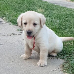 Magri Labrador Retriever Magri Labrador Retriever