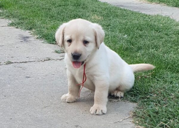Magri Labrador Retriever Magri Labrador Retriever
