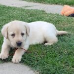 Magri-female-labrador-retriever-puppy-for-sale-1 (3)