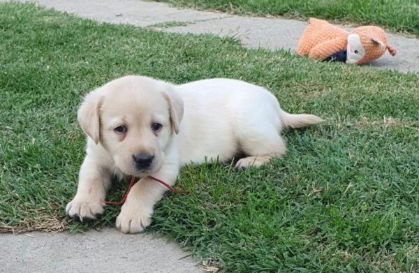 Magri Labrador Retriever Magri Labrador Retriever