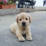 March-male-labrador-retriever-puppy-for-sale-1 (1)