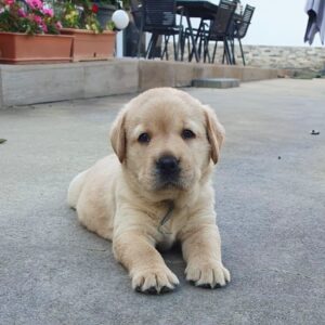 March Labrador Retriever March Labrador Retriever