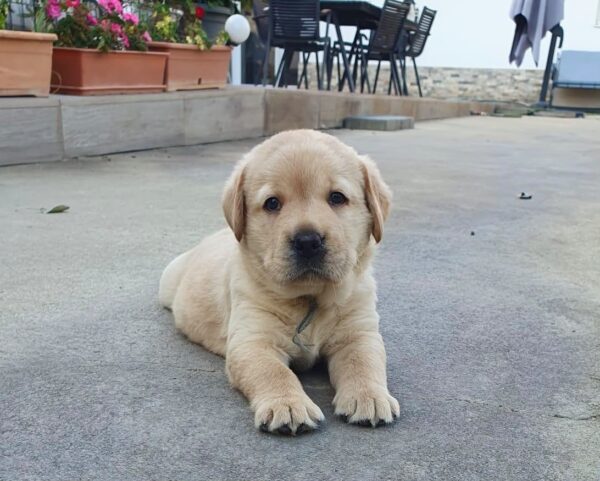 March Labrador Retriever March Labrador Retriever