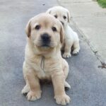 March-male-labrador-retriever-puppy-for-sale-1 (2)