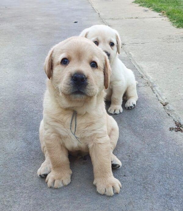 March Labrador Retriever March Labrador Retriever