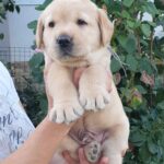 March-male-labrador-retriever-puppy-for-sale-1 (3)
