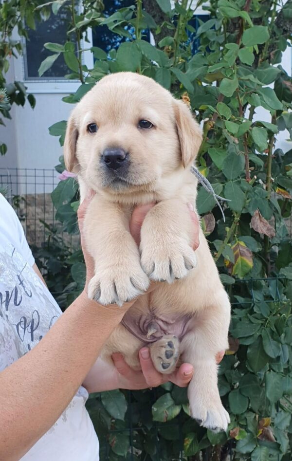 March Labrador Retriever March Labrador Retriever