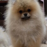 Mars-male-pomeranian-puppy-for-sale-1