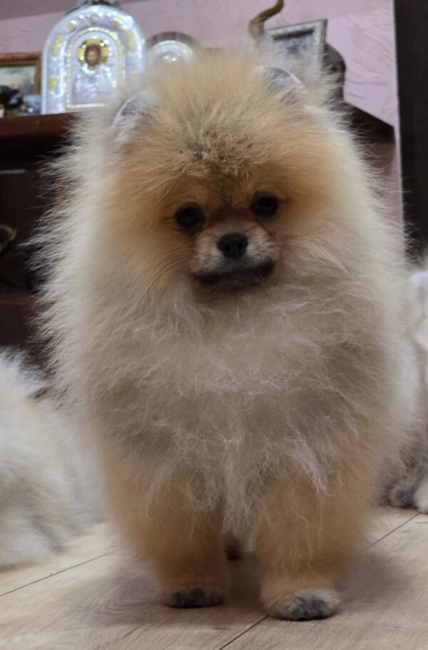 Mars Pomeranian Mars Pomeranian