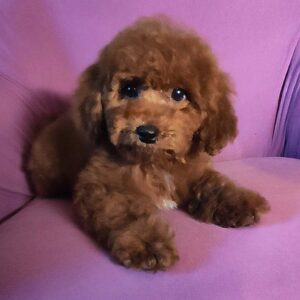Marta Maltipoo Marta Maltipoo