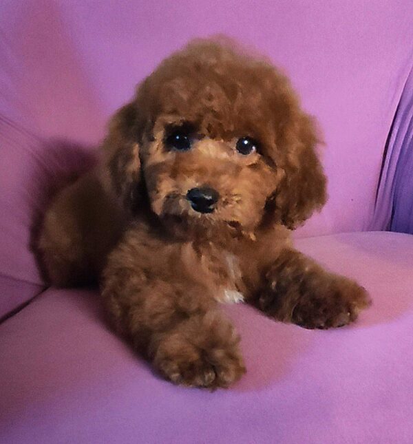 Marta Maltipoo Marta Maltipoo