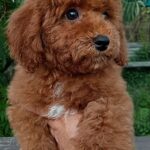Marta-female-maltipoo-puppy-for-sale-1 (2)