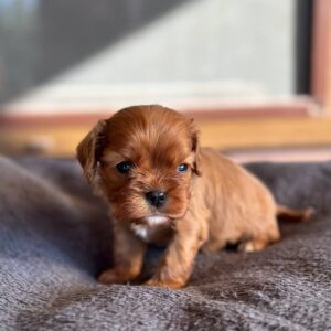 Matteo Cavapoo Matteo Cavapoo