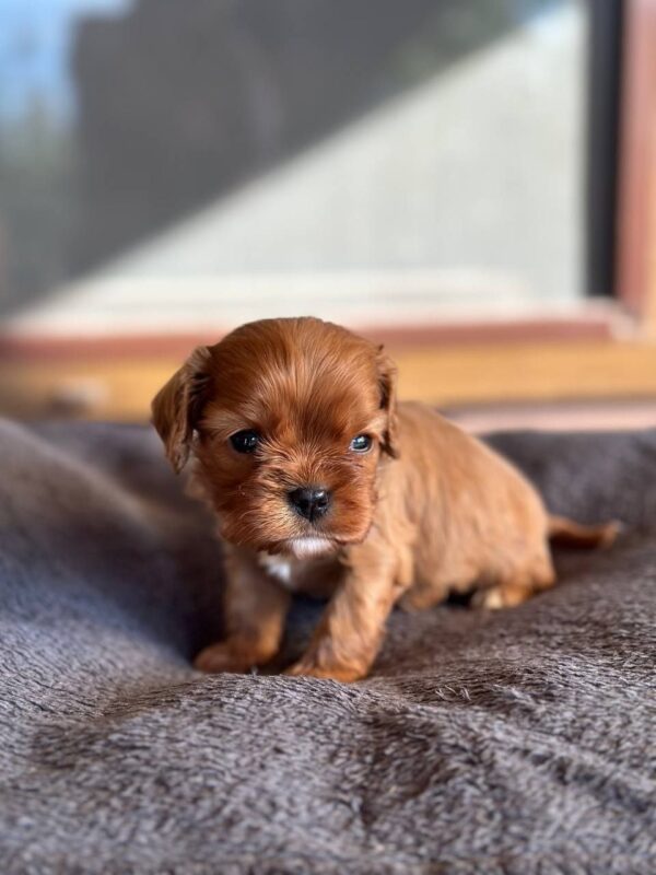 Matteo Cavapoo Matteo Cavapoo