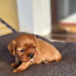 Matteo-male-Cavapoo-puppy-for-sale- (2)