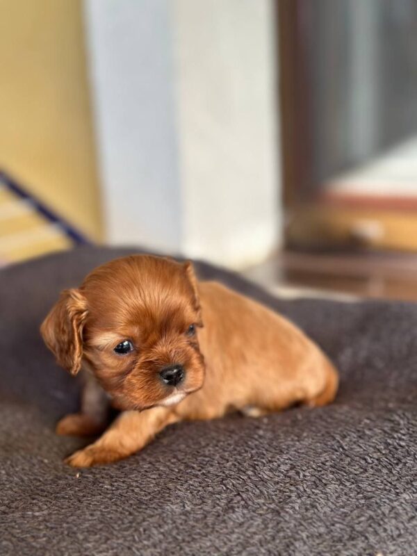 Matteo Cavapoo Matteo Cavapoo