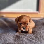 Matteo-male-Cavapoo-puppy-for-sale- (3)