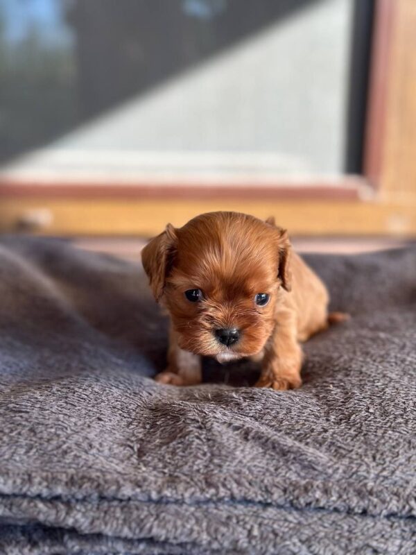 Matteo Cavapoo Matteo Cavapoo