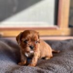 Matteo-male-Cavapoo-puppy-for-sale- (4)