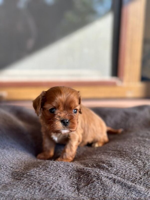 Matteo Cavapoo Matteo Cavapoo