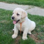 Maxi-female-labrador-retriever-puppy-for-sale-1 (1)