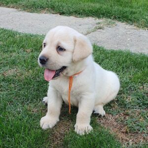 Maxi Labrador Retriever Maxi Labrador Retriever