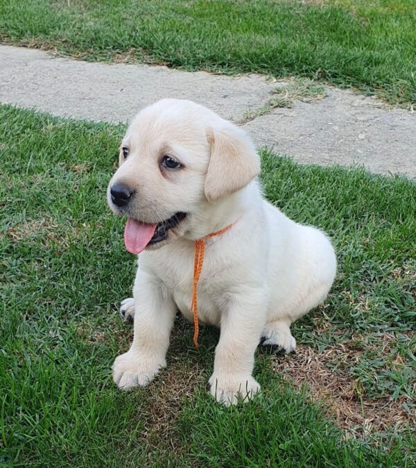 Maxi Labrador Retriever Maxi Labrador Retriever